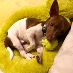 What Is My Chihuahua Mixed With?