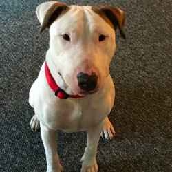 How Can I Tell If My Dog Is Part Pit Bull?