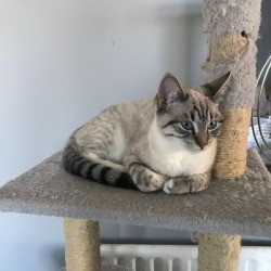 What Breed Is My Cat? - very light colored tabby with white chest