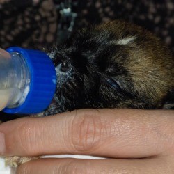 Feeding a small puppy with a bottle.
