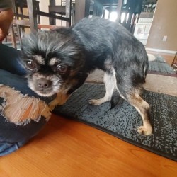 Cause of Dog's Death - small grey and tan dog