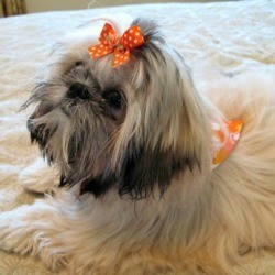 Daisy (Shih Tzu) - white and gray dog with bow in her hair