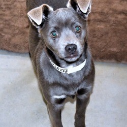 What Breed Is This Dog?