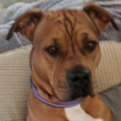 Is My Pit Bull Purebred? - brown dog with white on chest