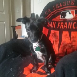 What Breed Is My Dog? - black dog with white chest and belly