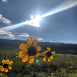 Some bright yellow Black-eyed Susan blossoms with the sun in the distance.