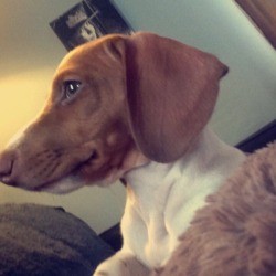 Sammy (Dachshund) - Dachshund mix