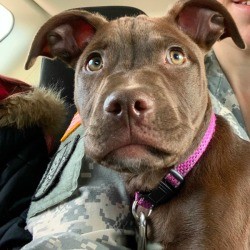 Determining the Age of a Red Nose Pit Bull Puppy