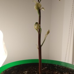 Avocado Has White Waxy Leaves - odd leaves
