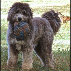 A large fluffy dog holding a toy in his mouth.