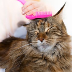 cat being brushed