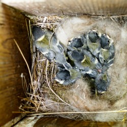 Great Tit nest