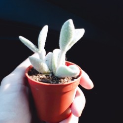 Identifying a Houseplant - gray green fuzzy succulent type plant