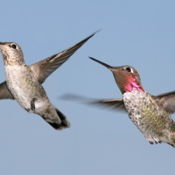 A male and female Anna's hummingbird in flight with a background of blue sky.