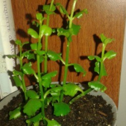 Identifying a Houseplant - first description