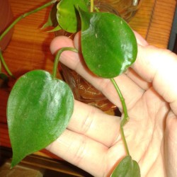 Distinguishing Between Pothos and Philodendron - hand holding a trailing plant