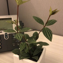 Identifying a Houseplant - plant with red stems and dark and light green striped leaves