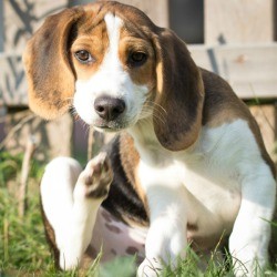 Dog scratching behind your ears.