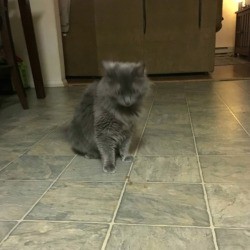 What Breed Is My Cat? 