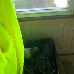 Moving a Pigeon Egg - pigeon on top of a trash bag