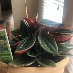 Identifying a Houseplant - plant with red underside to leaves