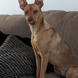 What Breed Is My Dog?