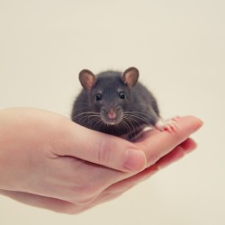 hand holding a baby rat
