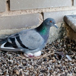 A pigeon sitting on eggs in gravel.
