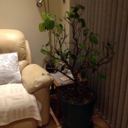 Using Mint as a Natural Pesticide - lemon tree in a pot inside