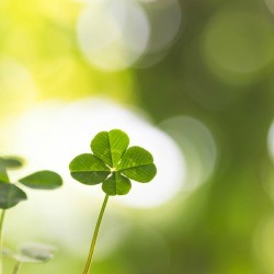 Four leaf clovers growing outside.
