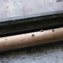 Identifying Small Hard Shelled Bugs - tan and black bugs