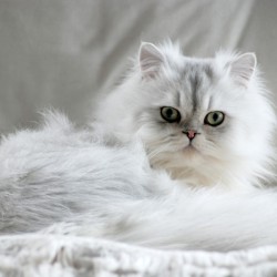 white Persian cat