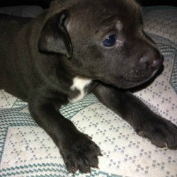Is My Dog a Pit Bull?