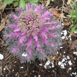 Using Eggshells In Your Garden - crushed shells around ornamental kale