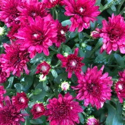 Chrysanthemums - dark pink blooms