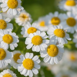 Growing Feverfew - closeup of flowers