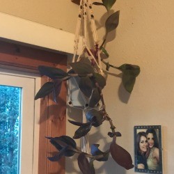 Identifying a House Plant - hanging houseplant 