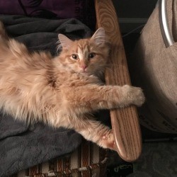 What Breed Is My Cat? - medium haired orange tabby colored cat