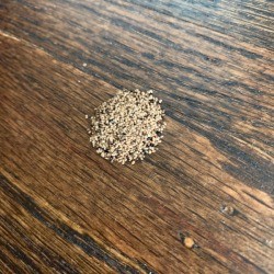 Identifying Possible Insect Eggs