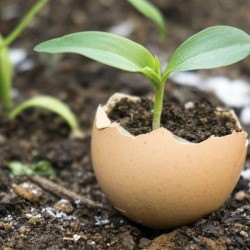 An eggshell growing a seedling in the garden.