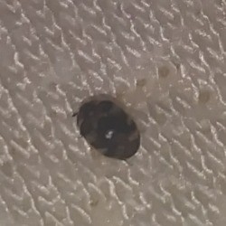Identifying a Household Bug - small two colored beetle