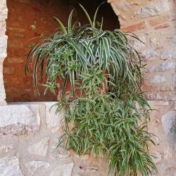 Spider plant sitting on a rock wall.