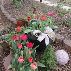 It's Never Too Late For Planting Tulips - blooming tulips in the garden some in a pot