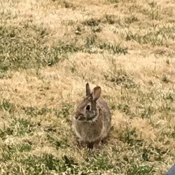 Morning Visitor - Rabbit - wild rabbit in grass