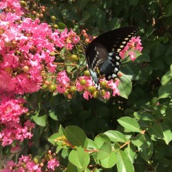 Butterflies Are Free (Spicebush Swallowtail) - beautiful mostly black butterfly against a hot pink crepe myrtle bloom