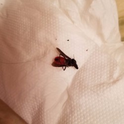 Identifying a Small Black Biting Bug