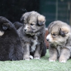 New Himalayan Puppies (Indies) - cute puppies