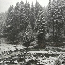 Snow covered trees on a mountainside in the Himalayas.