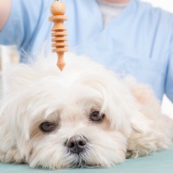 A holistic vet using a pendulum on a depressed dog.