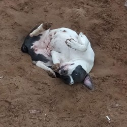 Savage (Razor Edge Pit Bull Terrier)
